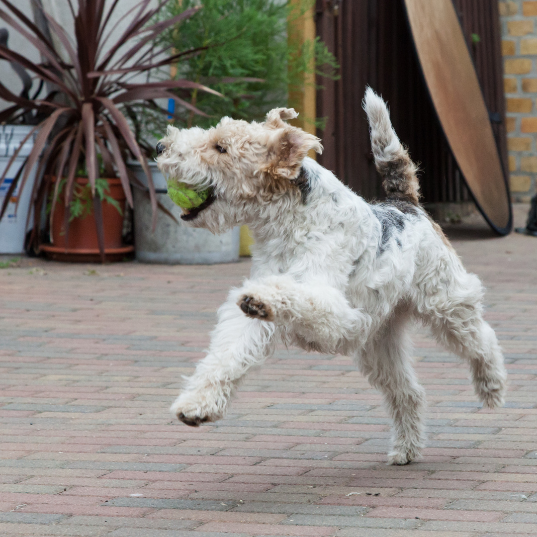 Foxterrier #1