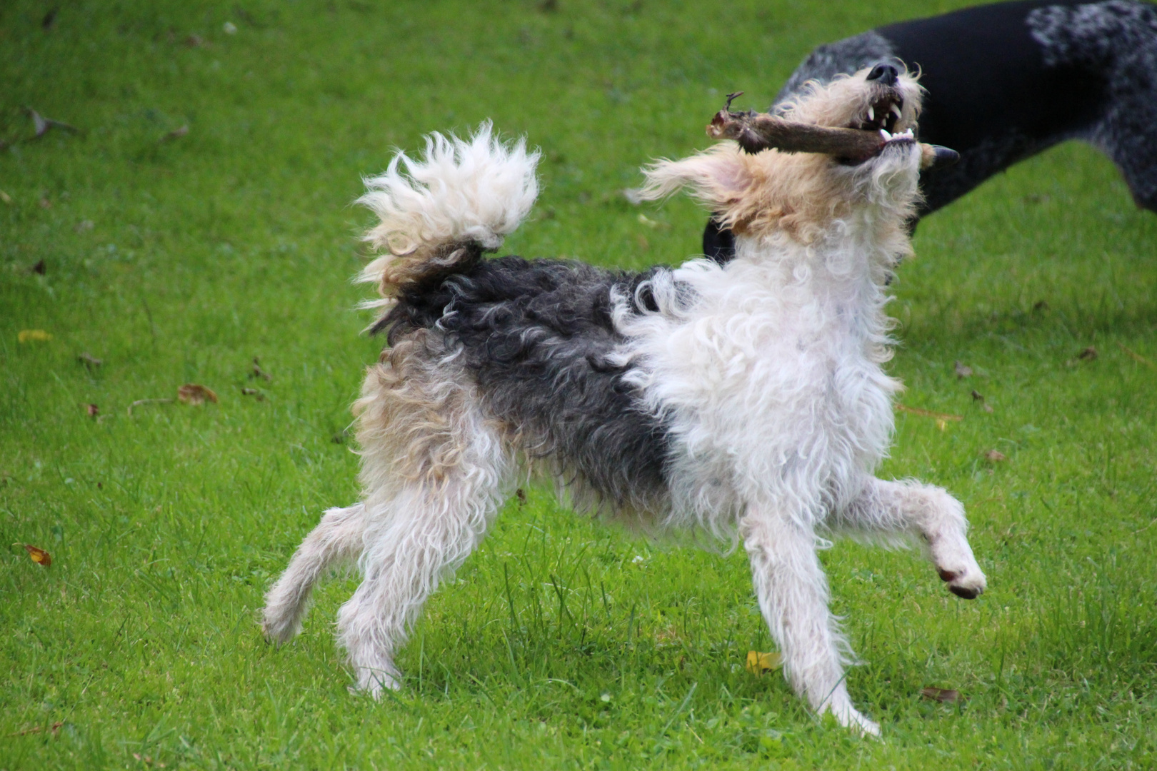 Foxterrier