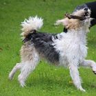 Foxterrier