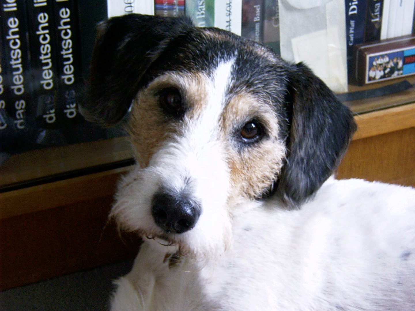 Foxterrier