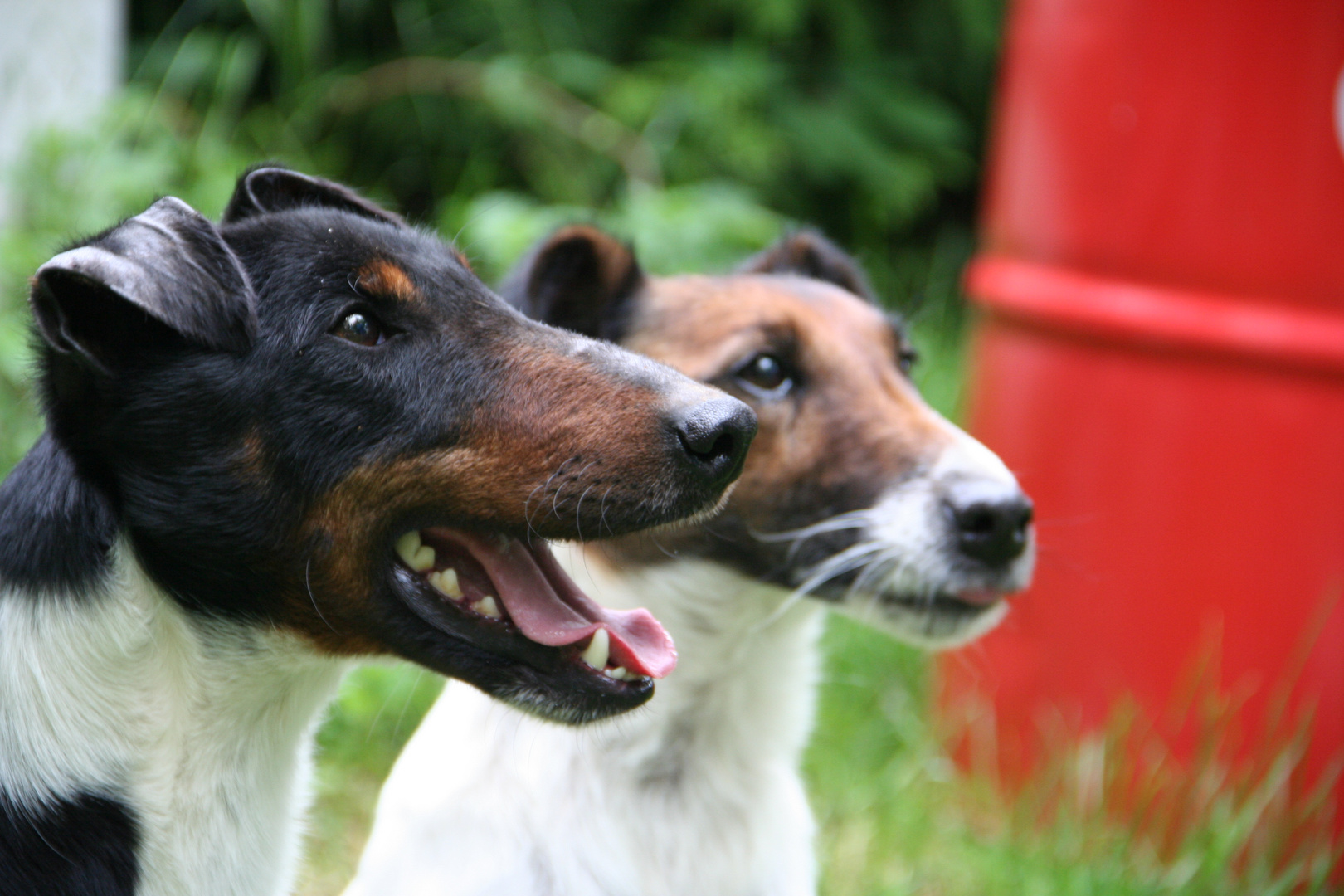 Foxterrier