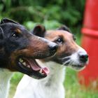 Foxterrier