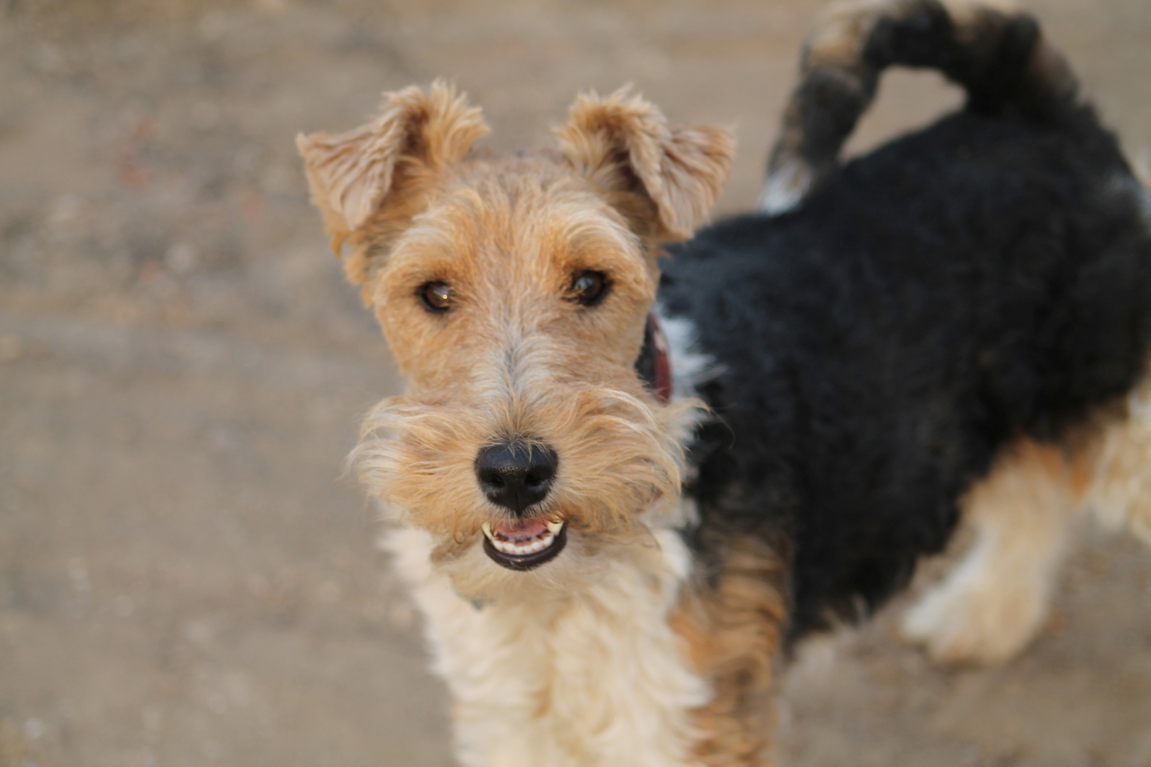 Foxterrier.