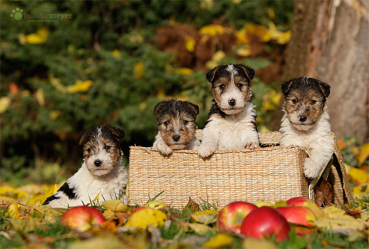 Foxterrier