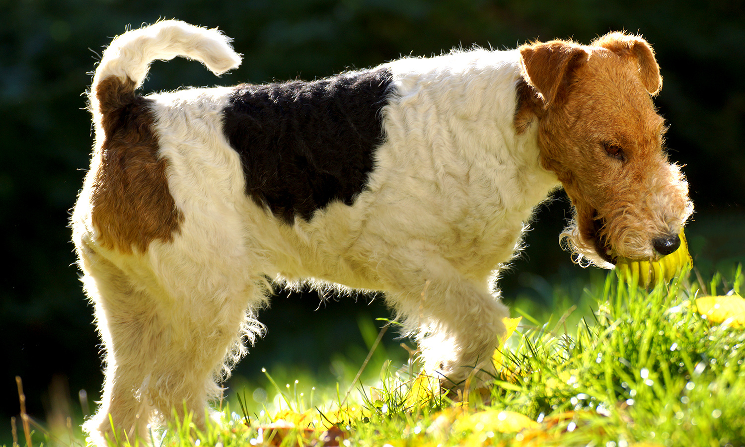 Foxterrier Flocki