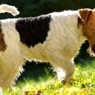 Foxterrier Flocki