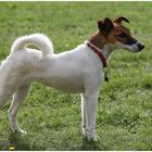 Foxterrier (Glatthaar),w