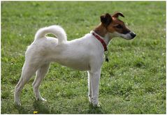 Foxterrier (Glatthaar),w