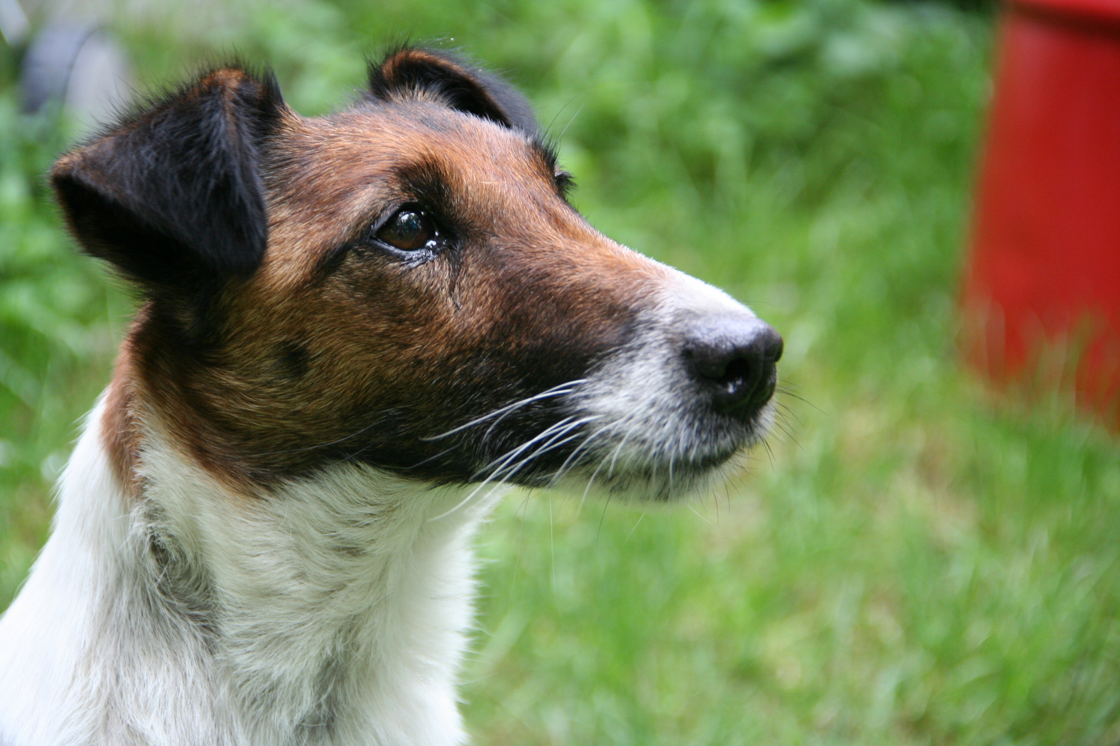 Foxterrier Hüdin Holly