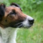 Foxterrier Hüdin Holly