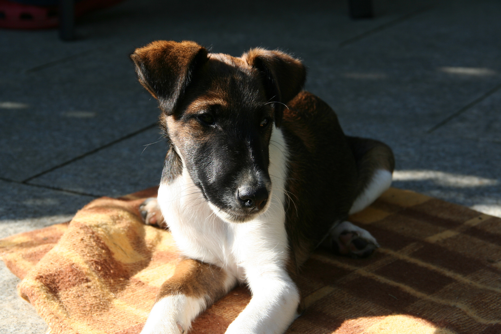 Foxterrier Welpe