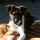 Foxterrier Welpe