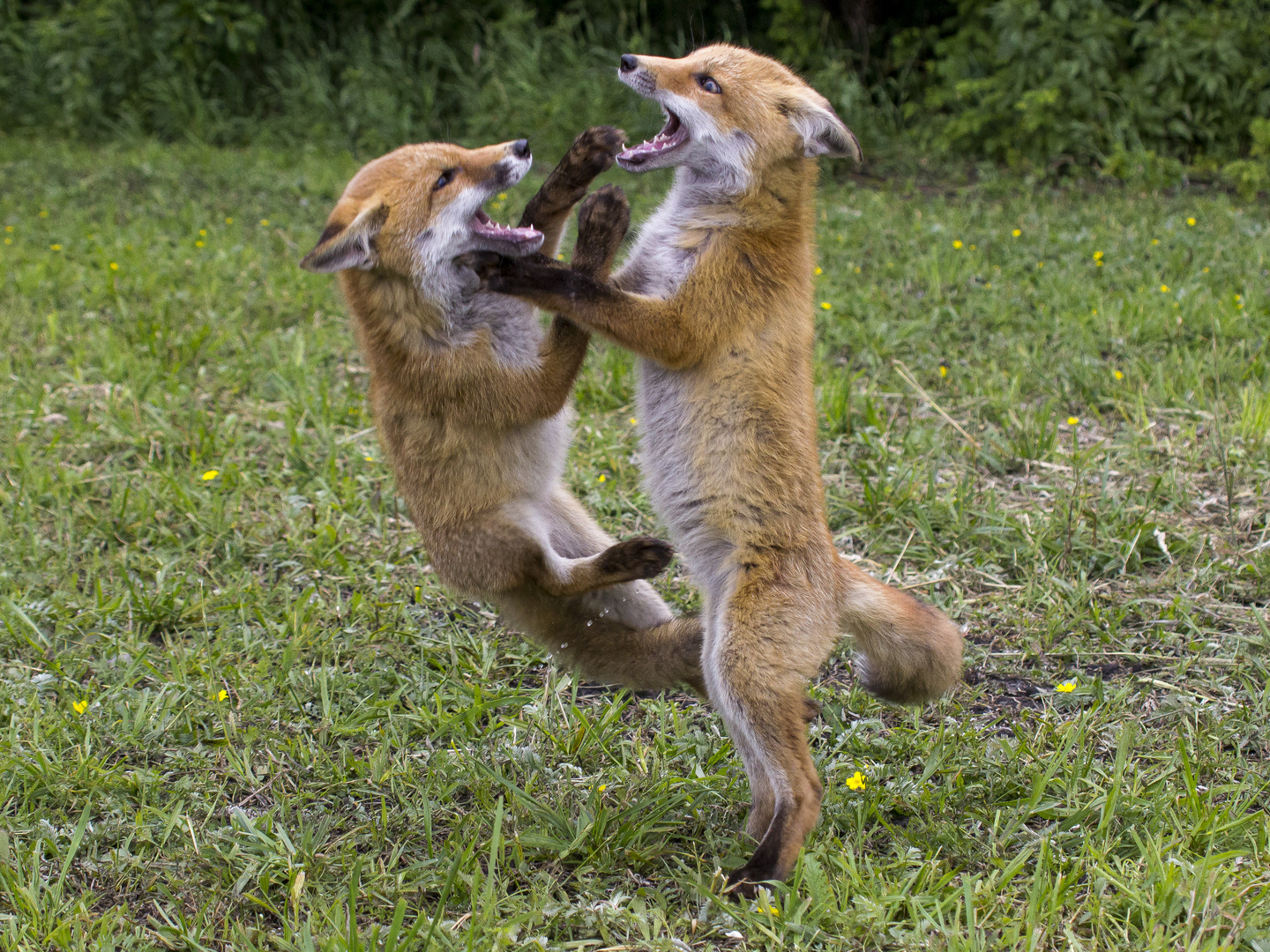 Foxtrott oder Kampf?