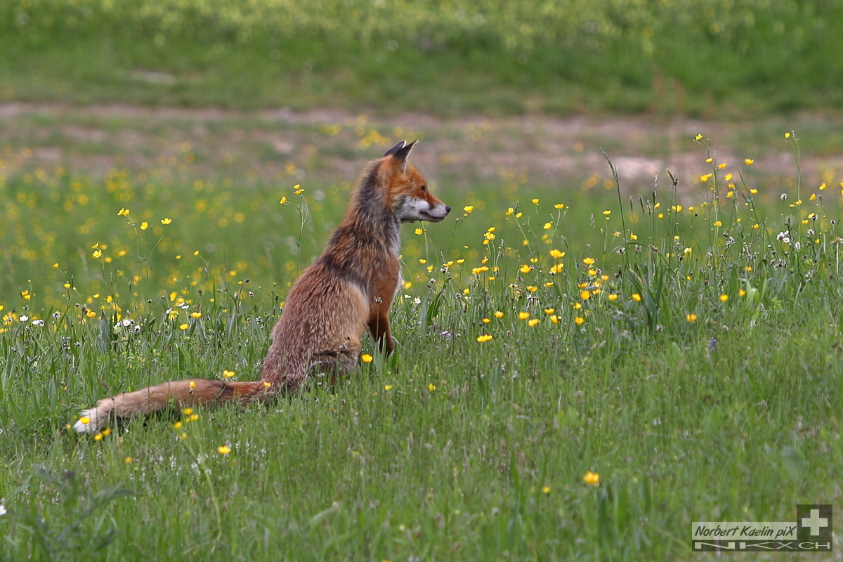 Foxy am kucken