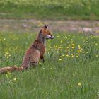 Foxy am kucken