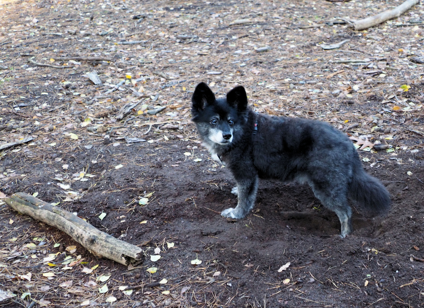 Foxy fängt noch mal ein neues Loch an ... 