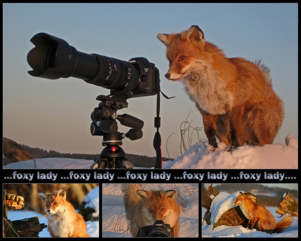 FOXY LADY