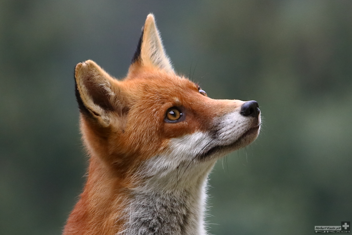 Foxy Portrait