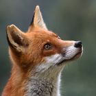 Foxy Portrait