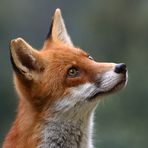 Foxy Portrait