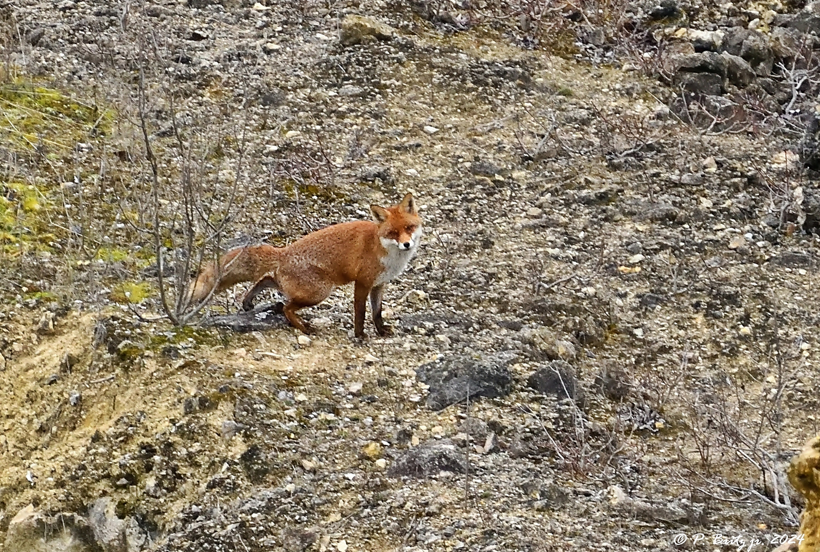 Foxy Reineke - Ich seh Dich!