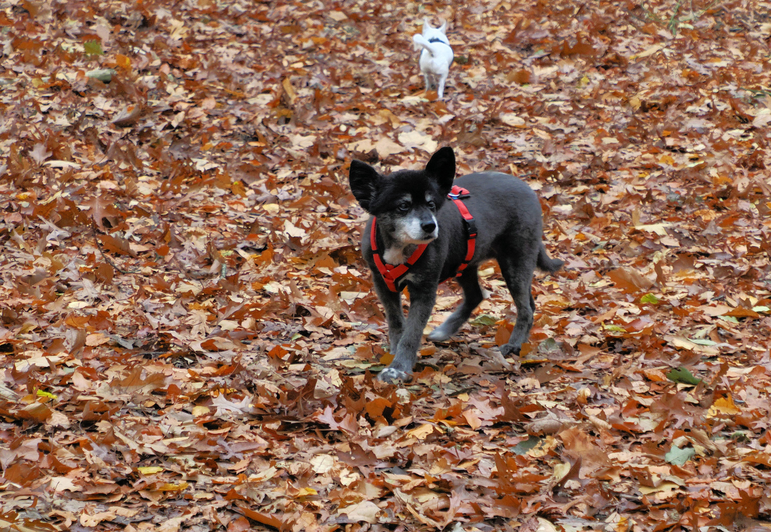 Foxy wartet auf das Christkind…