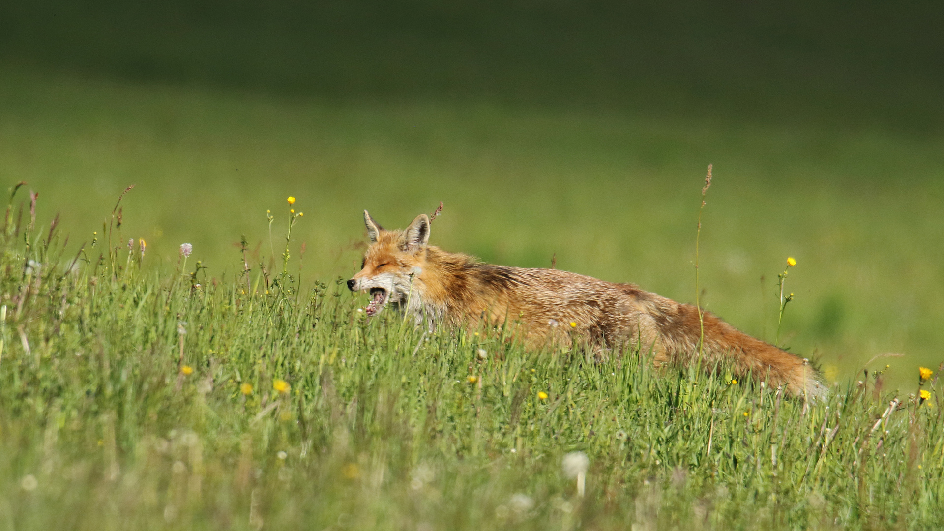 Foxyawn