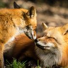 FOXYLOVE