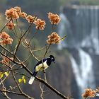 Foz do Iguaçu Falls