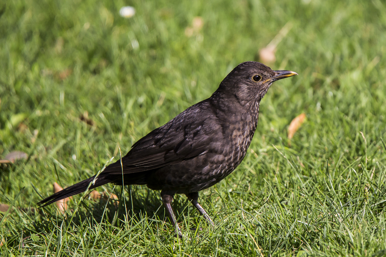 Fr. Amsel in unserem Garten