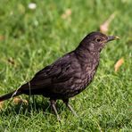 Fr. Amsel in unserem Garten