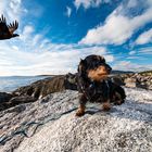 Fr. Rommel und der Seeadler