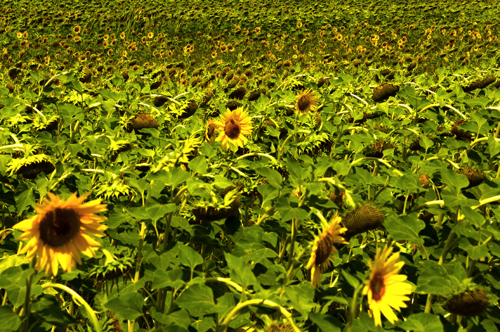 Fra il giallo e il verde