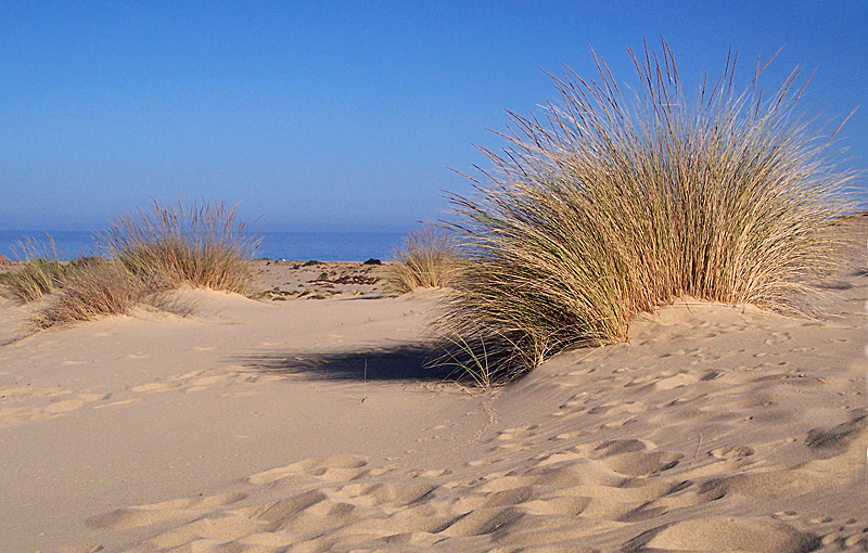 ----- fra le dune -----