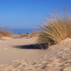 ----- fra le dune -----