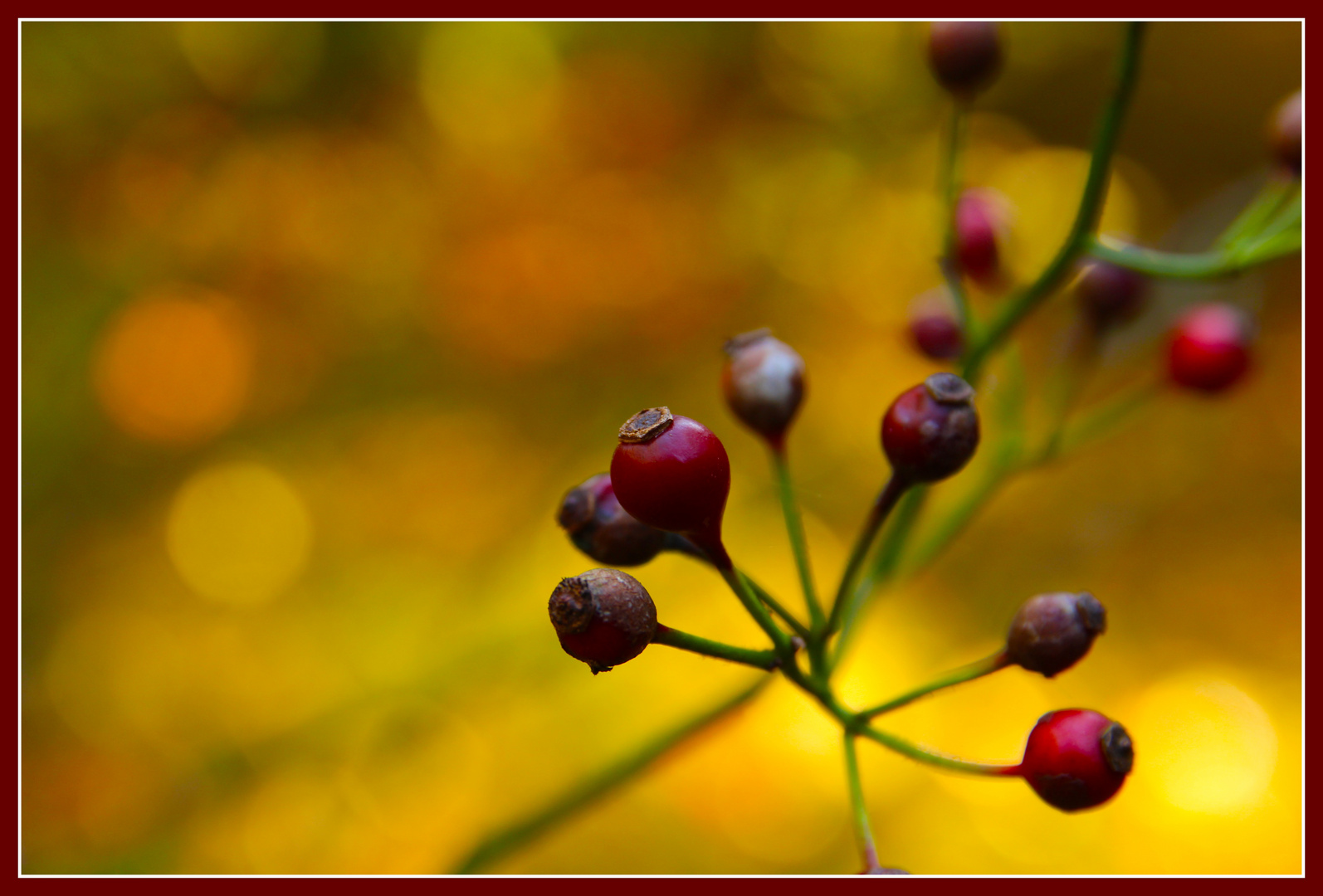 Frabenrausch im Herbst