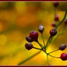 Frabenrausch im Herbst