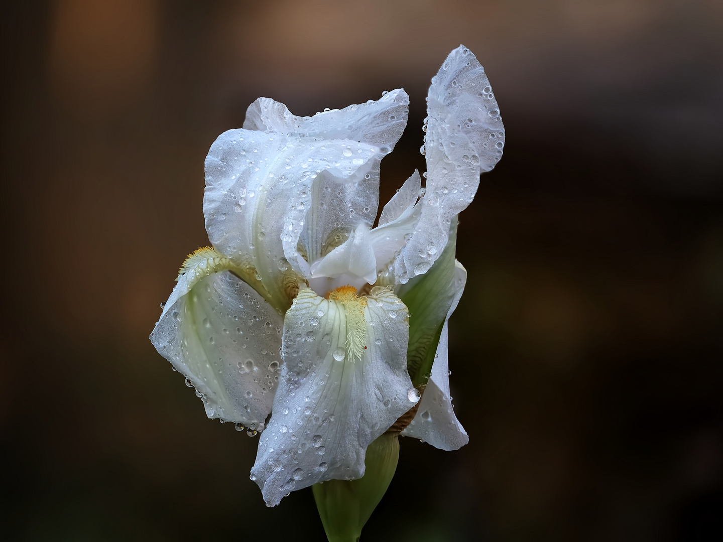 Fraîcheur du printemps