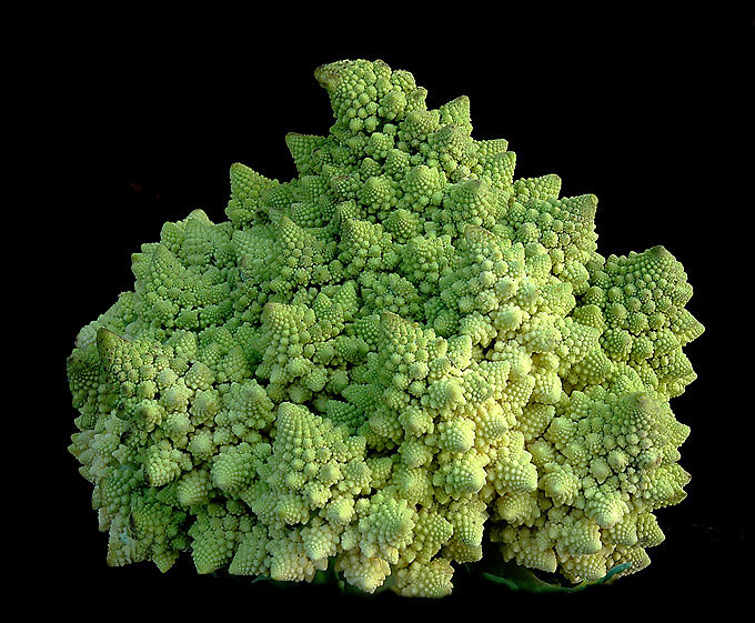 fractal structure in nature