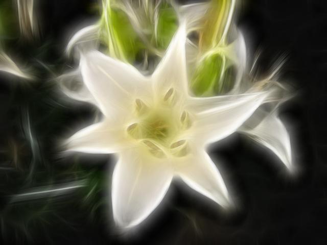 Fractalius Blume