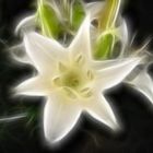 Fractalius Blume