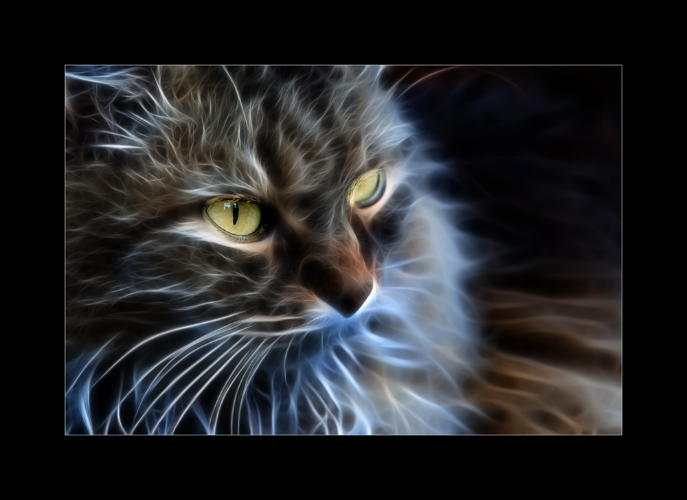 Fractalius Cats