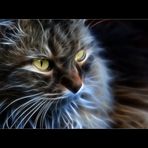 Fractalius Cats