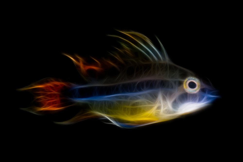 Fractalius Fish