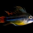 Fractalius Fish