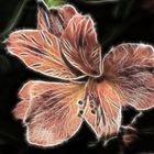 Fractalius flower