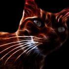 Fractalius - Mysteriöse Katze