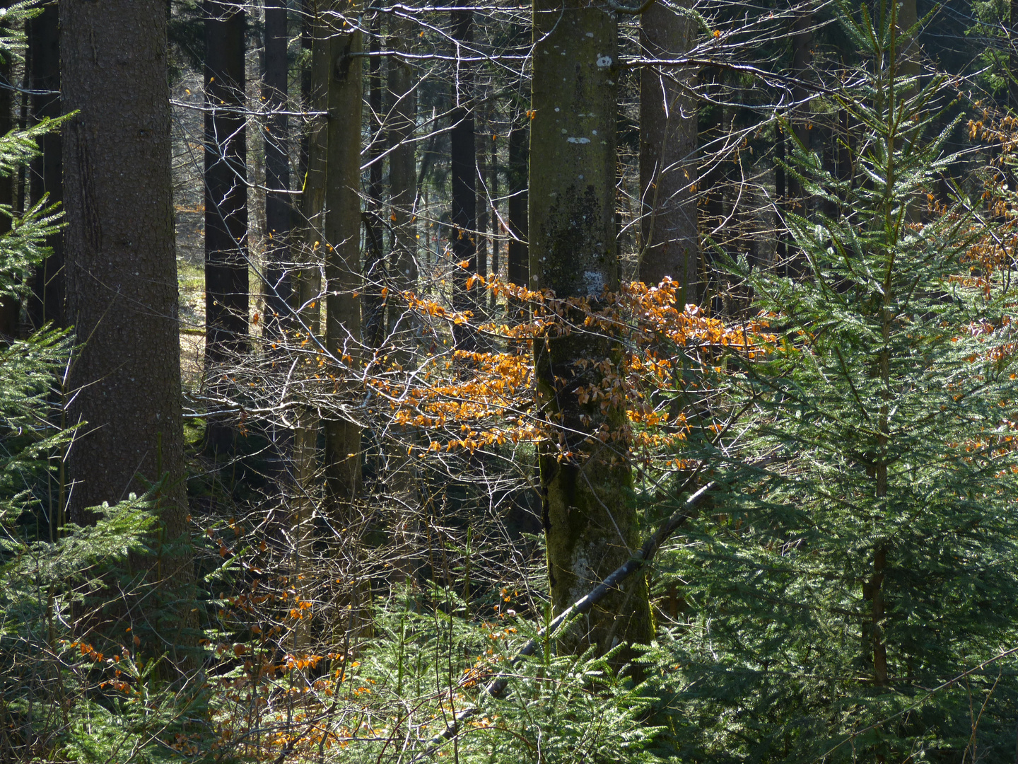 Fränkisch schwäbischer Wald