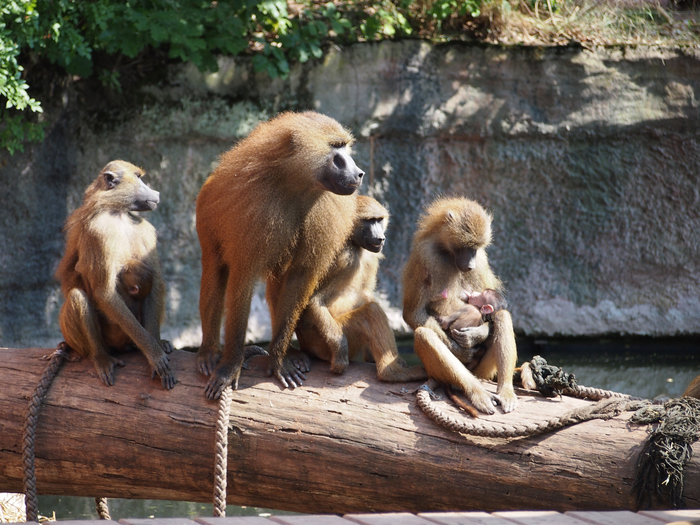 fränkische Affen "Zoo Nürnberg"