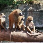 fränkische Affen "Zoo Nürnberg"